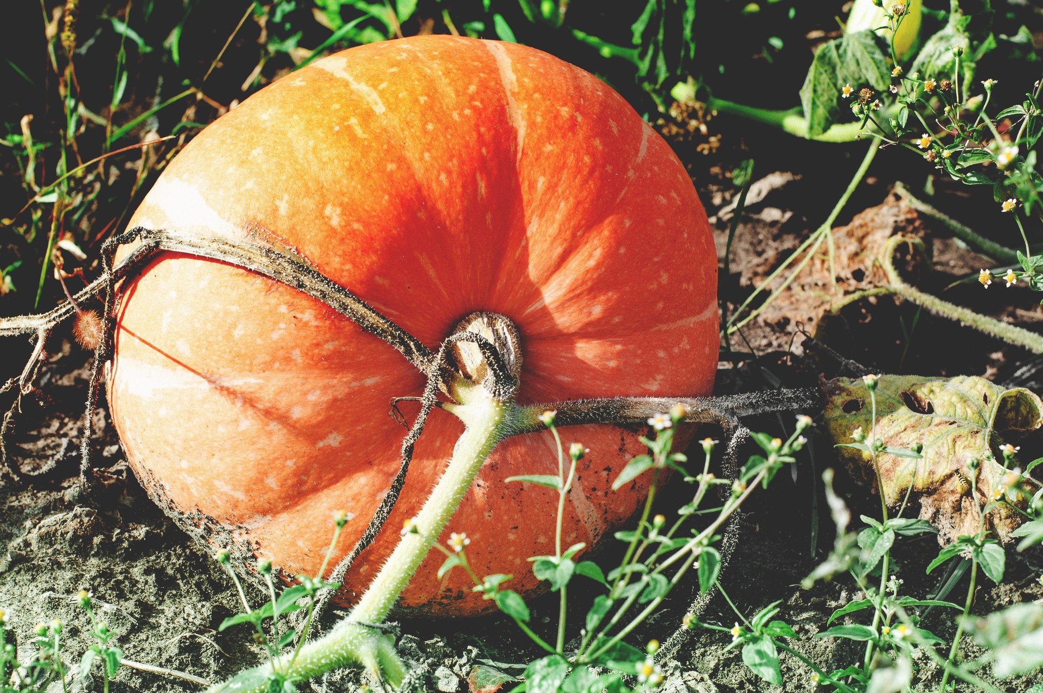 Red Kabocha Squash